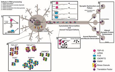 Failure to Deliver and Translate—New Insights into RNA Dysregulation in ALS